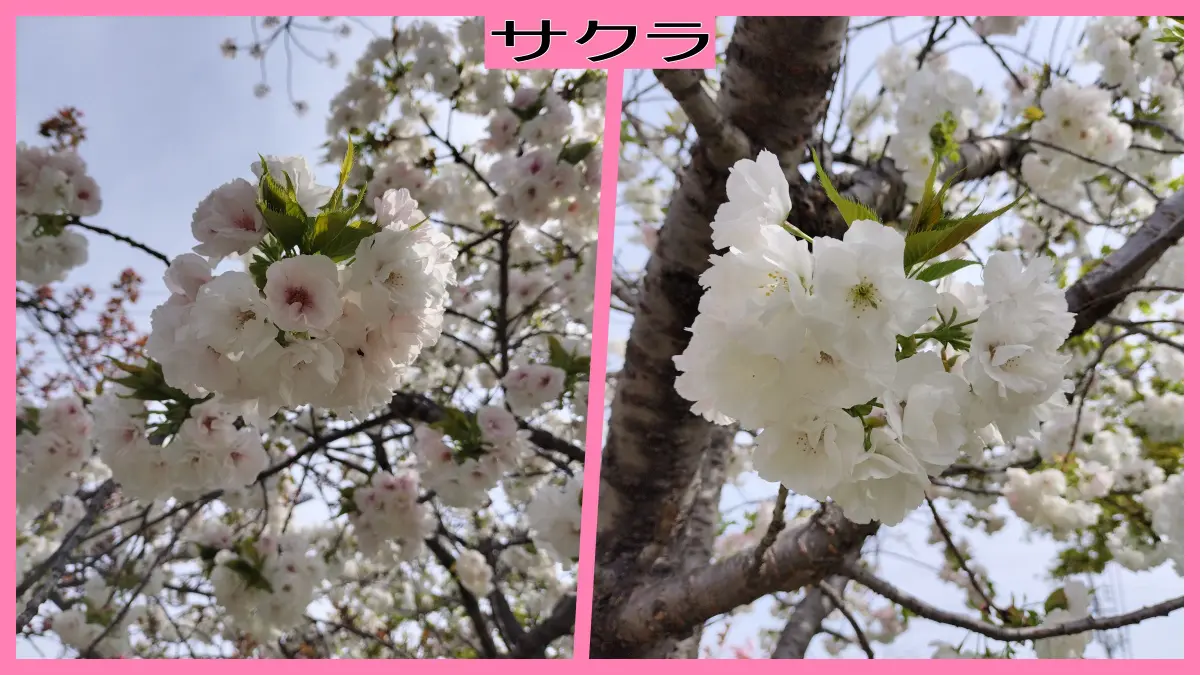 新池さくら公園に咲く八重花